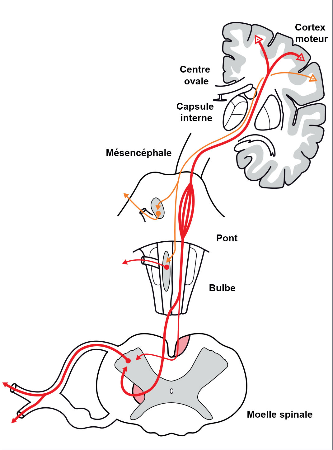 Anatomie des voies de la motricité volontaire - Figure 1