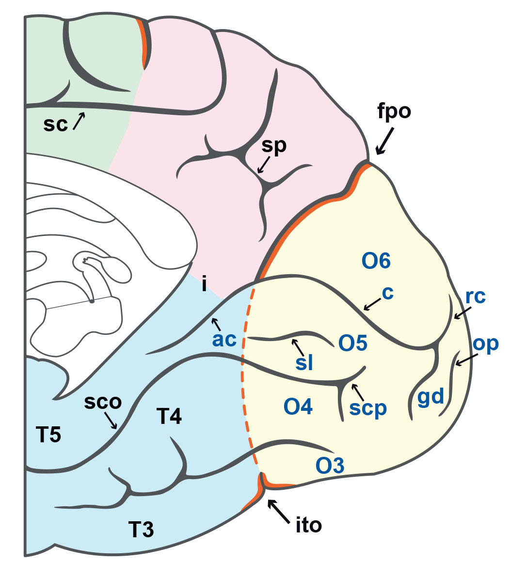 Anatomie du cortex cérébral : lobe occipital - Figure 2