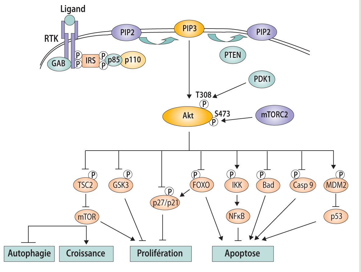 La transduction du signal : voies de signalisation oncogéniques accessibles aux thérapies ciblées en oncologie-Figure 1