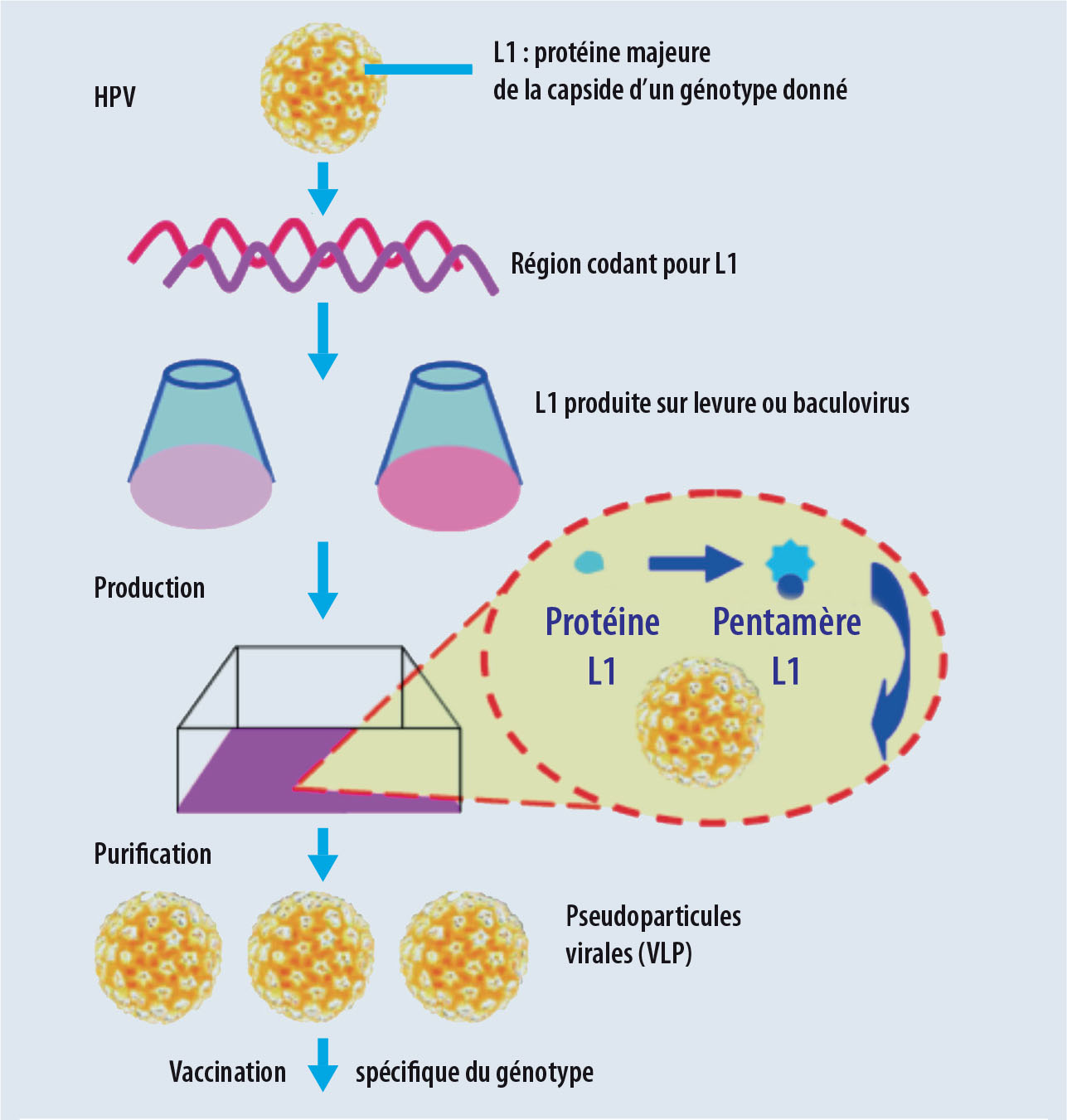 Vaccination anti-HPV - Le point de vue du virologue - Figure 4.