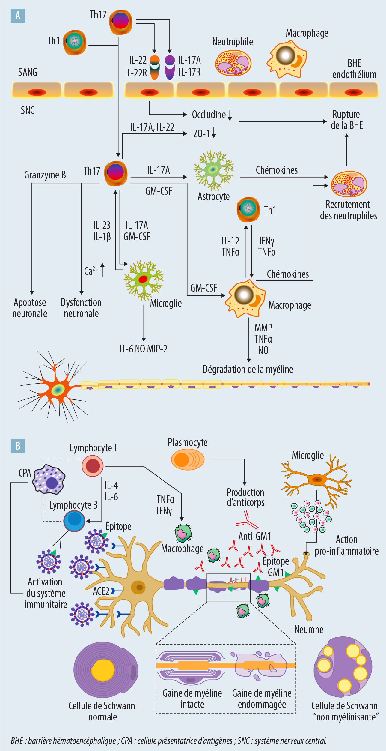 Syndromes démyélinisants liés à des thérapeutiques immunomodulatrices ciblées - Figure 1