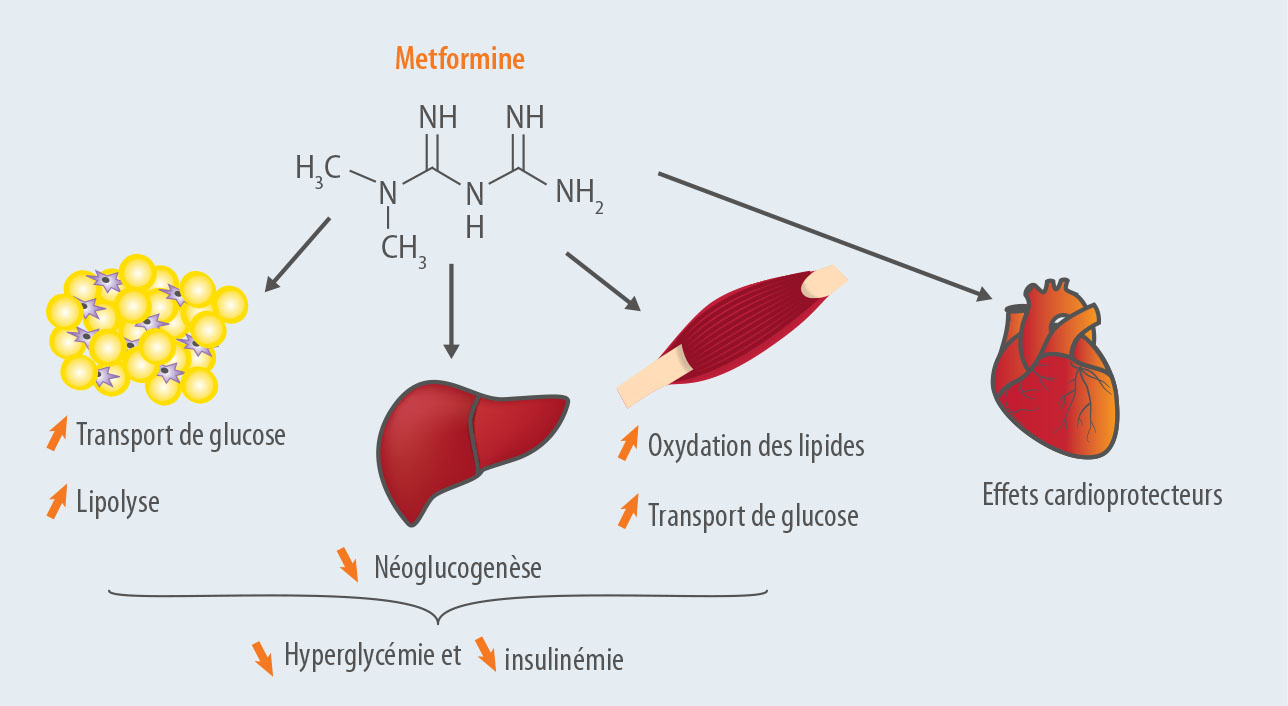 Où en sommes-nous des effets antitumoraux de la metformine ? - Figure 1.