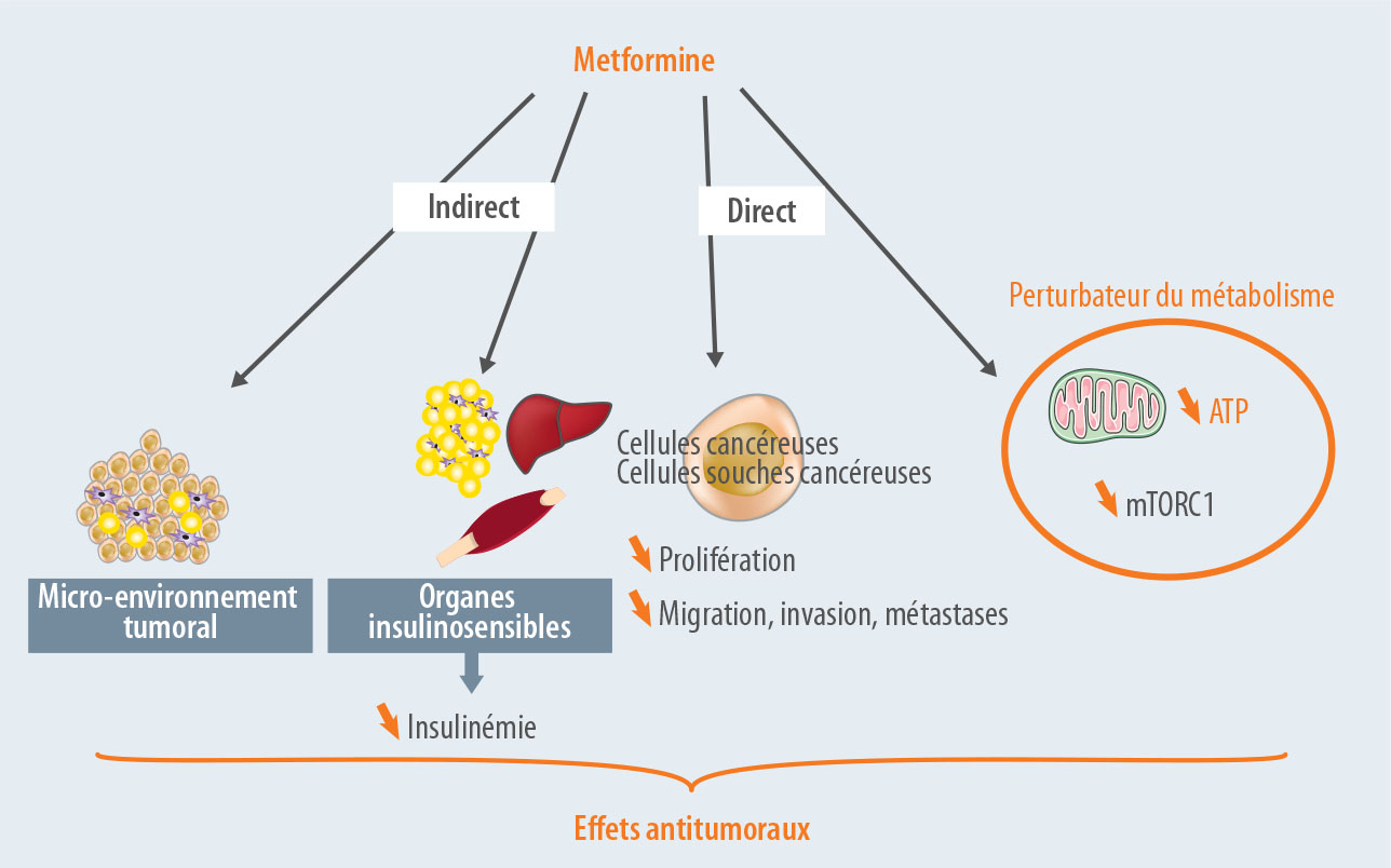 Où en sommes-nous des effets antitumoraux de la metformine ? - Figure 2.