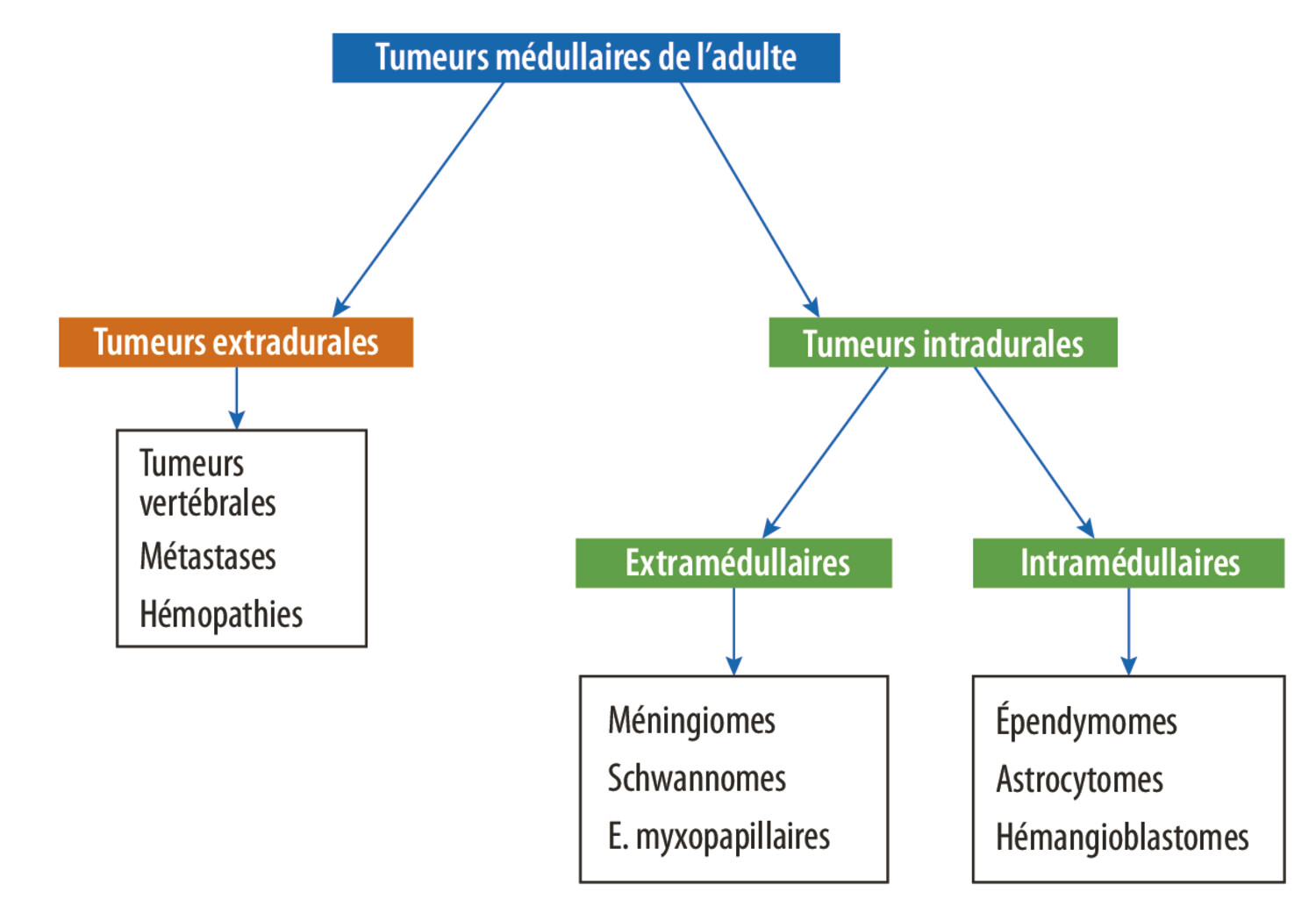 Tumeurs intramédullaires de l’adulte - Figure 1