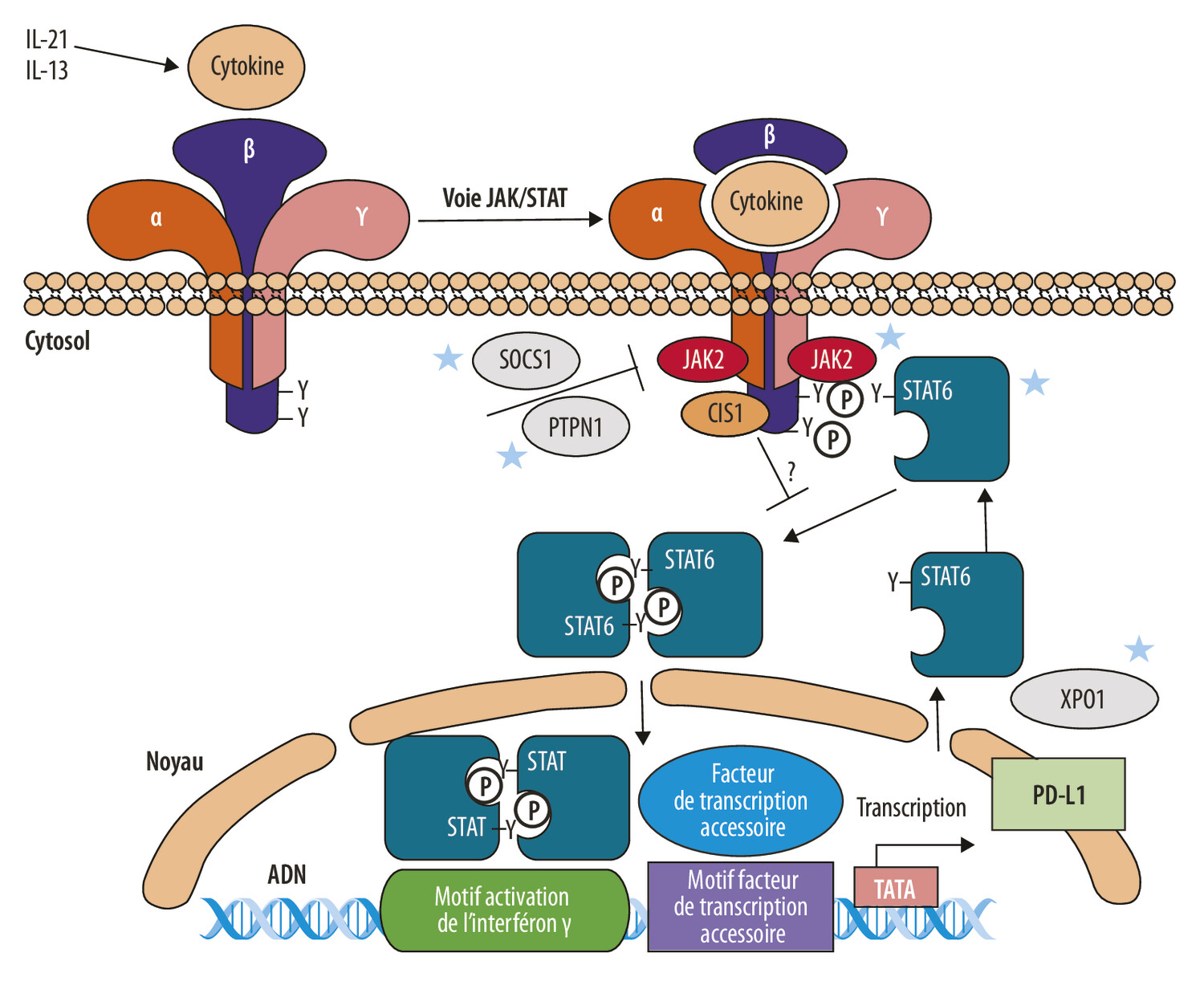 Biologie du lymphome de Hodgkin : de la cellule de Reed-Sternberg à l’ADN circulant - Figure 2