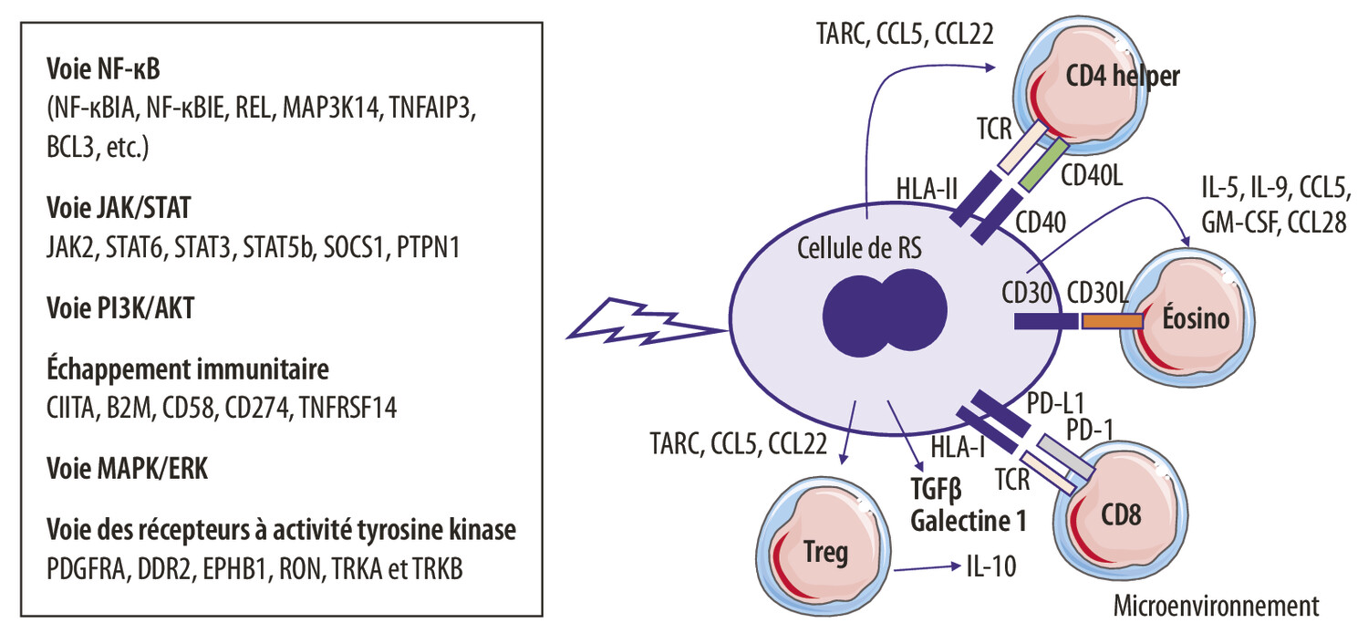 Biologie du lymphome de Hodgkin : de la cellule de Reed-Sternberg à l’ADN circulant - Figure 1