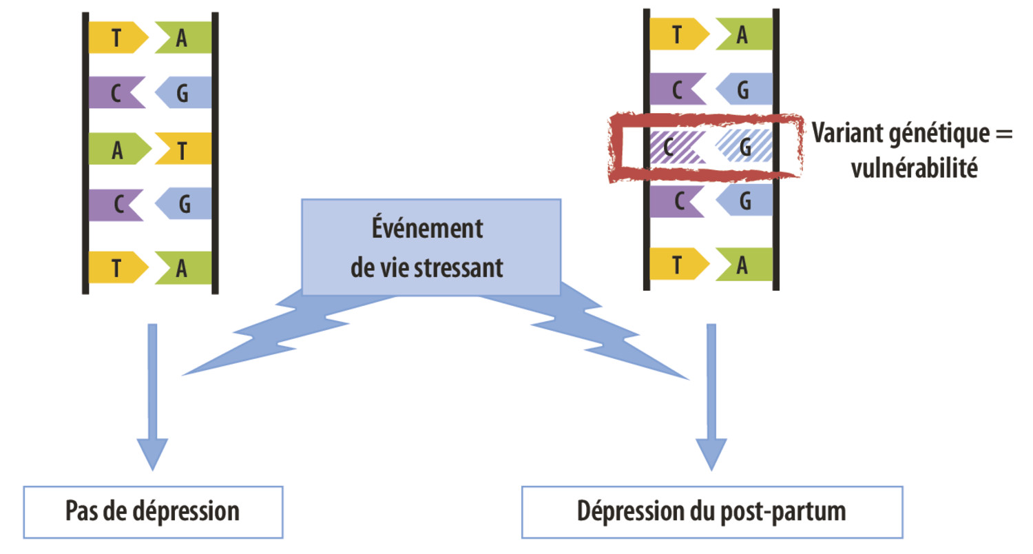 La dépression du post-partum : une maladie génétique ? - Figure 2