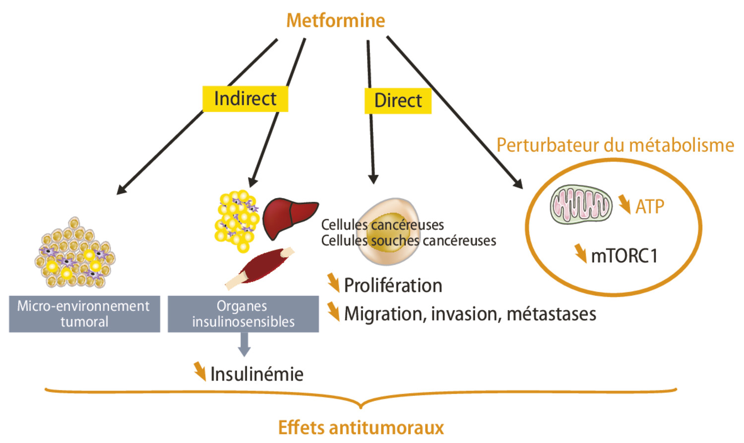 Où en sommes-nous des effets antitumoraux de la metformine ? - Figure 2