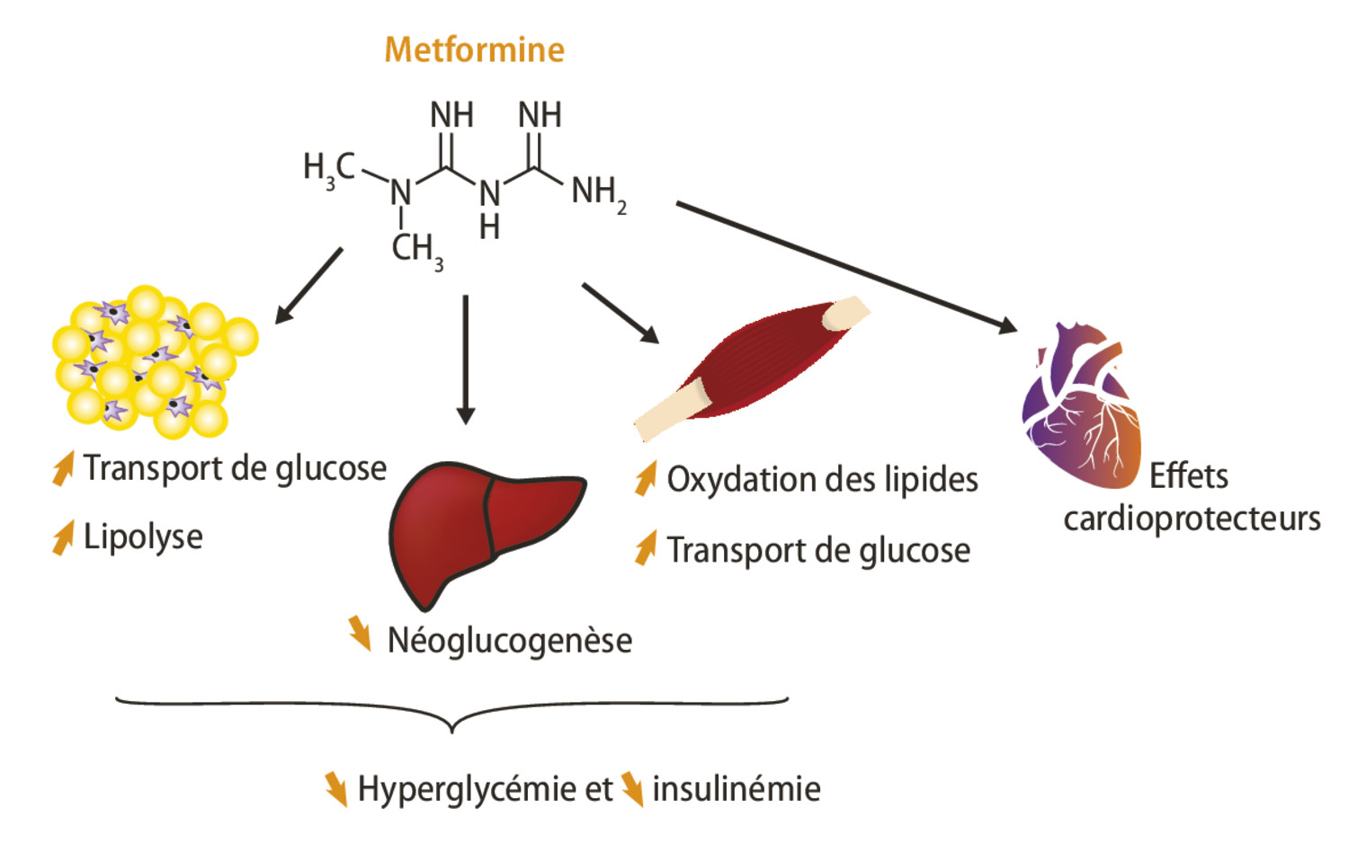 Où en sommes-nous des effets antitumoraux de la metformine ? - Figure 1