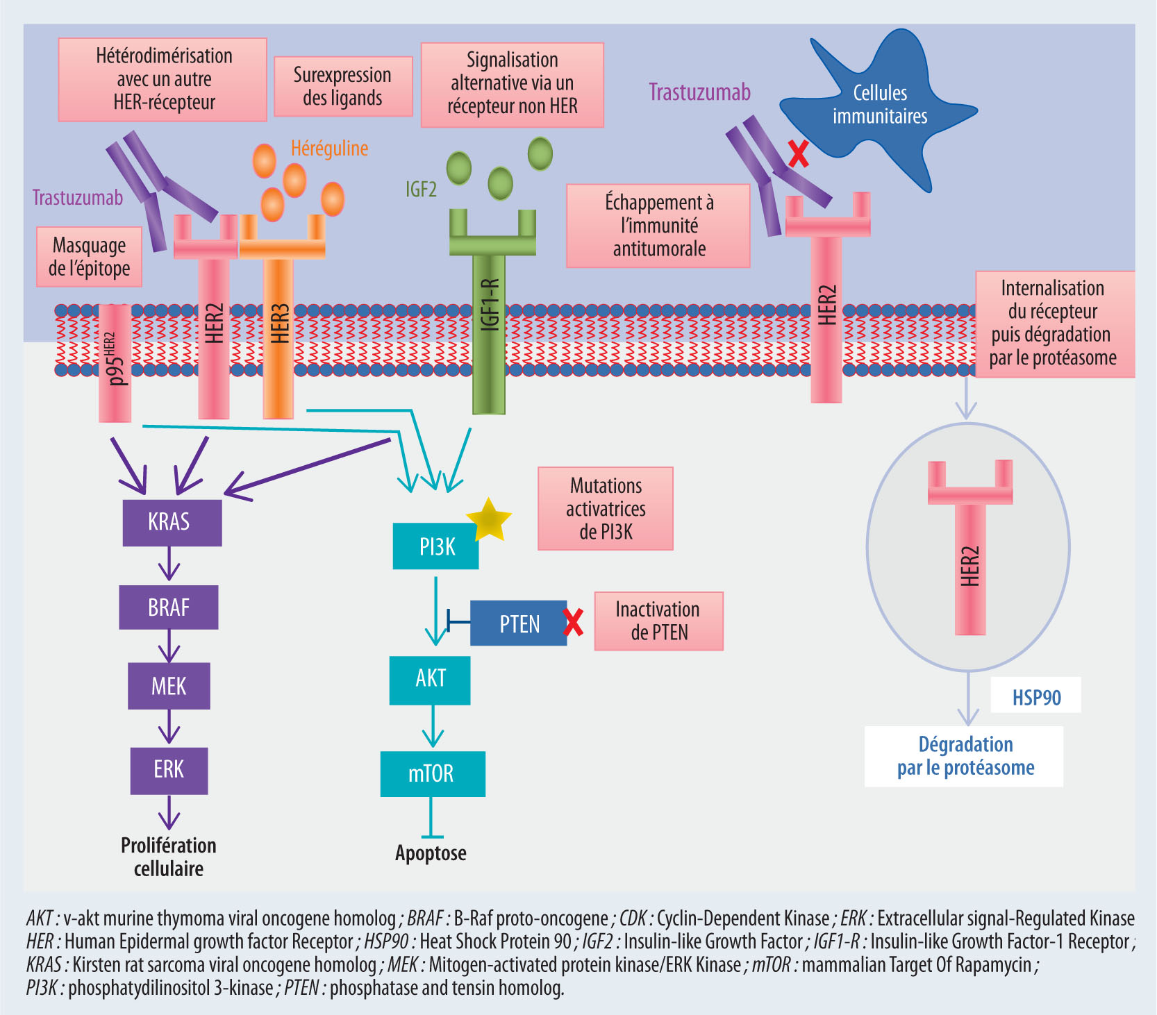 Mécanismes de résistance au trastuzumab dans les cancers du sein - Figure