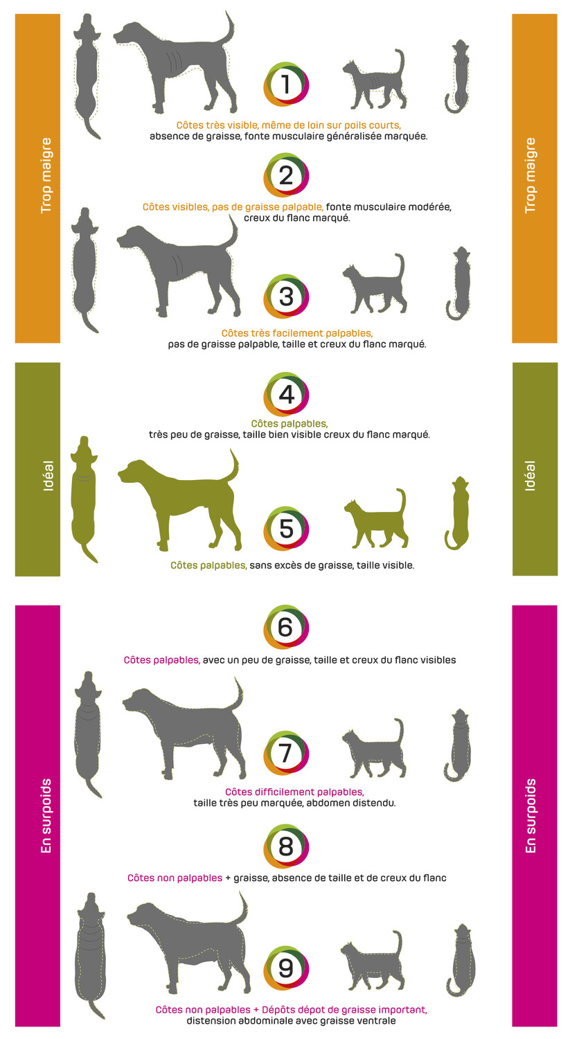 Les répercussions nutritionnelles de la stérilisation des chiens et des chats - Figure 3