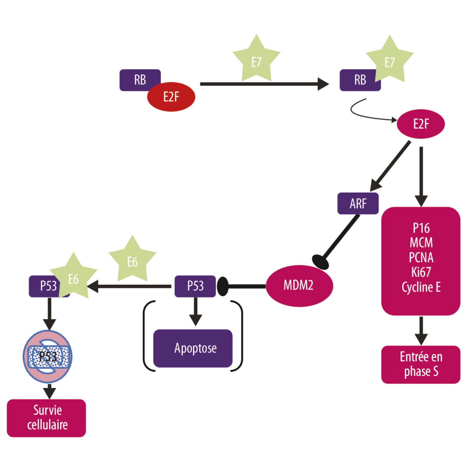 Pathologie moléculaire des cancers du col utérin - Figure 2