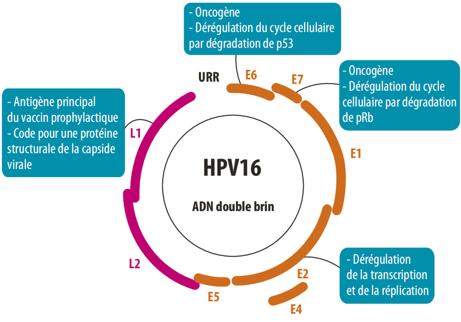 Cancers des voies aérodigestives supérieures et vaccinations prophylactiquesou thérapeutiques anti-HPV : où en est-on ? - Figure