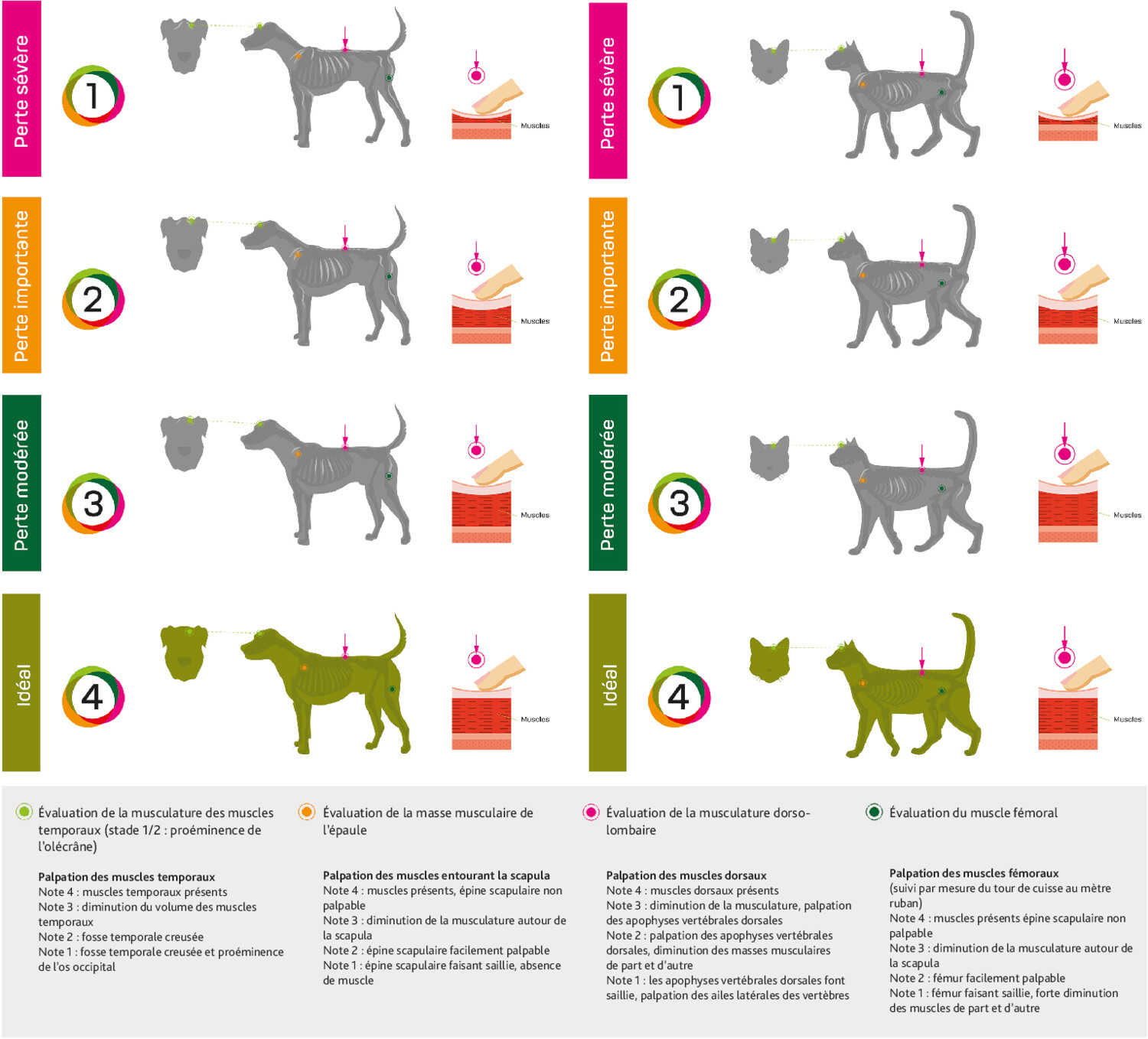 Les répercussions nutritionnelles de la stérilisation des chiens et des chats - Figure 4