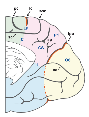 Anatomie du cortex cérébral : lobe pariétal - Figure 2