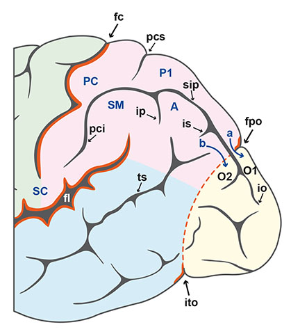 Anatomie du cortex cérébral : lobe pariétal - Figure 1