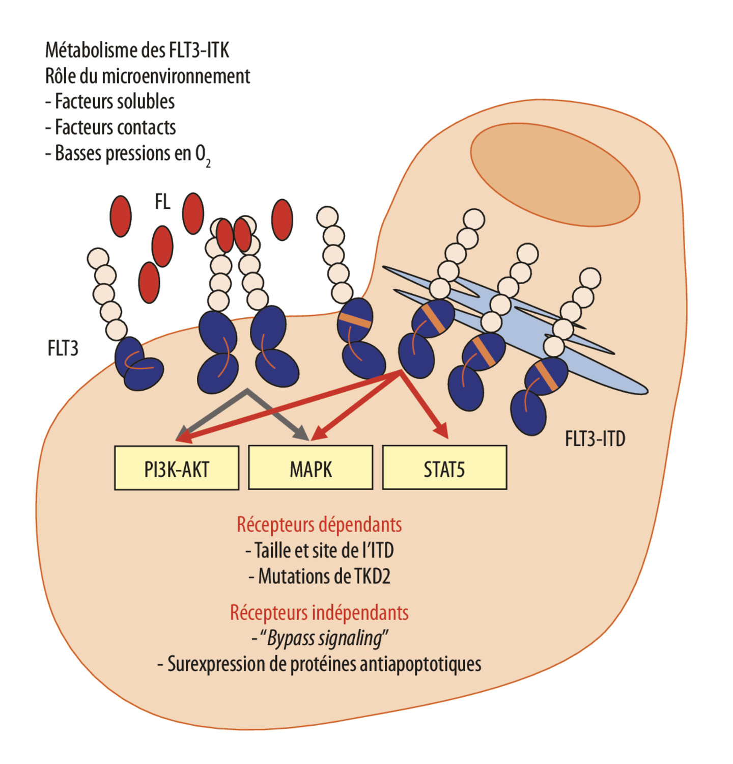 Inhibiteurs de tyrosine kinase anti-FLT3 : mécanismes d’action et résultats thérapeutiques - Figure 2