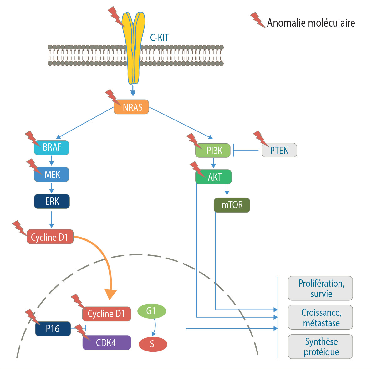 Mécanismes de résistance aux inhibiteurs de BRAF et MEK - Figure 1