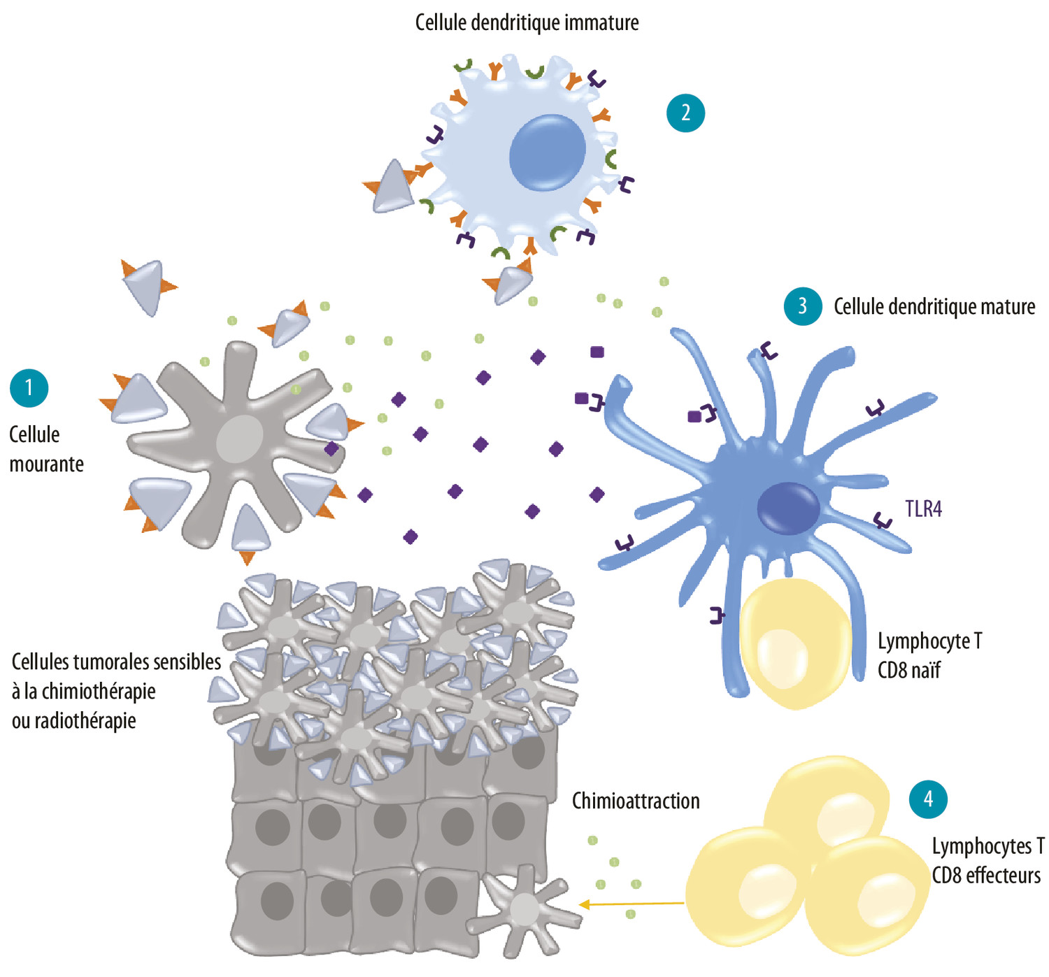 Comprendre les réponses immunitaires : des concepts simples à la vision complexe - Figure 2