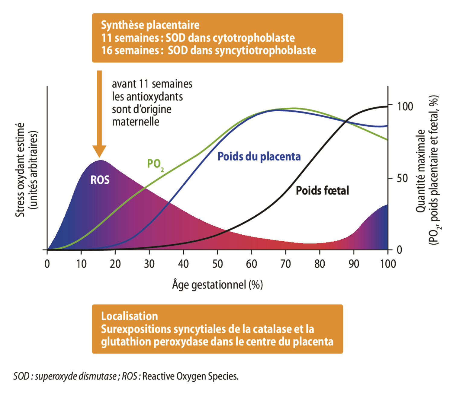 Stress oxydatif chez les mammifères : effets sur la grossesse et la fonction placentaire - Figure 4