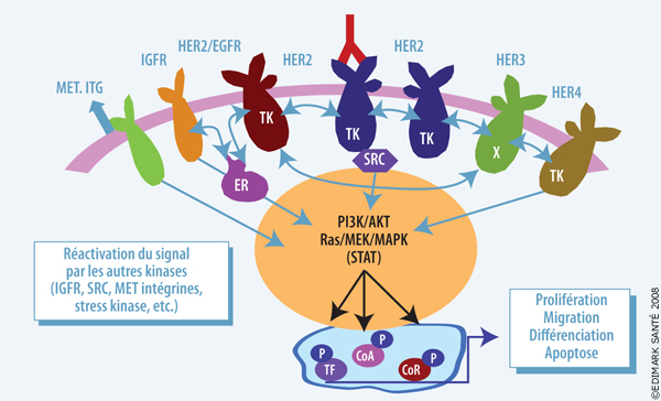 Cancer du sein métastatique surexprimant HER2 : durée du traitement par trastuzumab et traitement après progression sous trastuzumab-Figure 4.