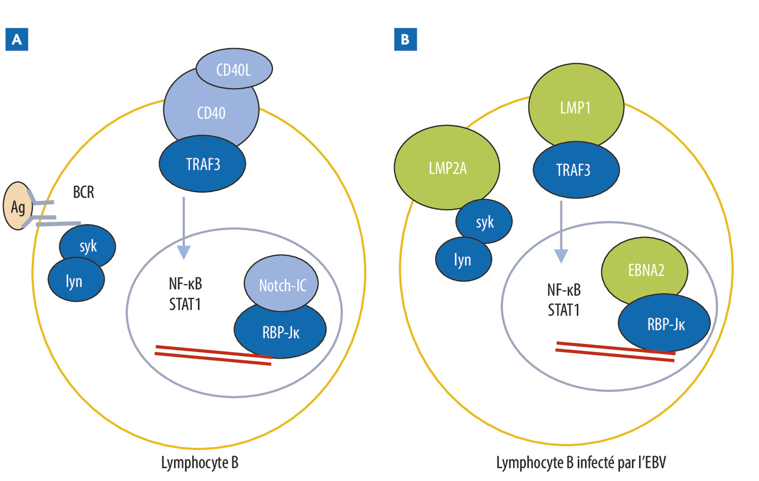 Spécificité des cancers chez les patients immunodéprimés - Figure 1