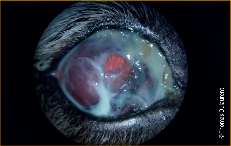 Affections oculaires chez le chien - Figure 4
