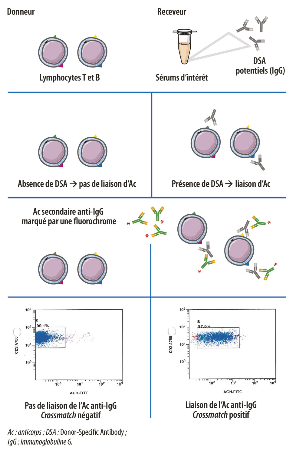 Anticorps anti-HLA : méthodes cellulaires et <i>crossmatch</i> - Figure 2