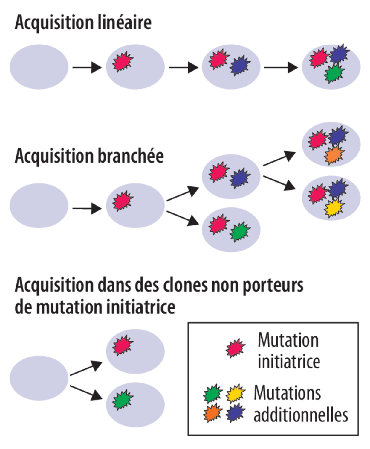 Évolution clonale dans les néoplasies myéloprolifératives - Figure 2
