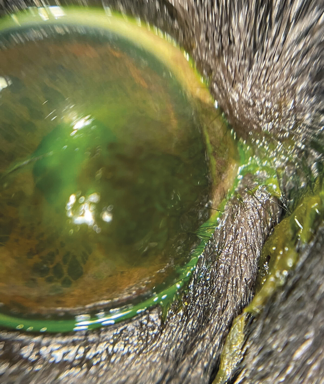 Affections oculaires chez le chien - Figure 9