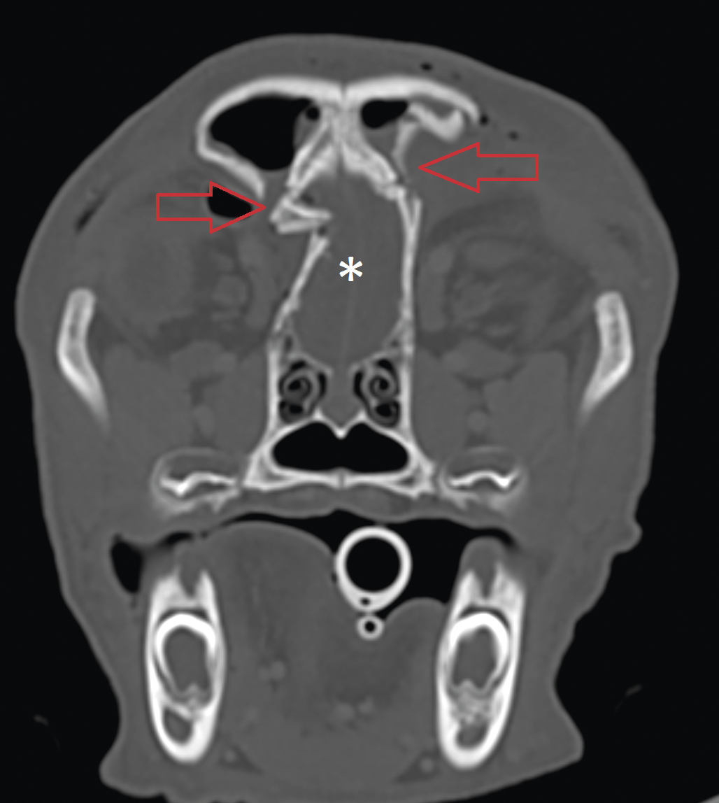 Traumatisme crânien chez un chiot présentant un ­hématome mésencéphalique - Figure 2