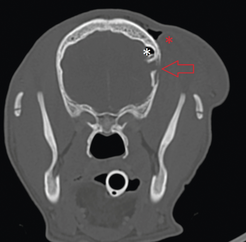 Traumatisme crânien chez un chiot présentant un ­hématome mésencéphalique - Figure 3
