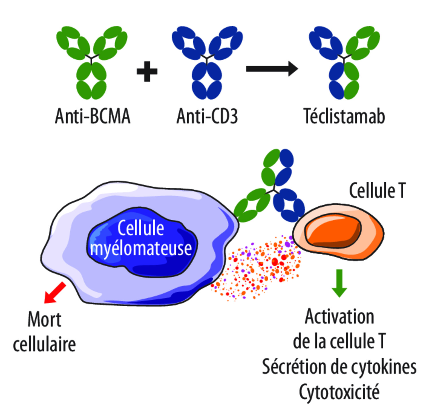 CAR-T cells et anticorps monoclonaux bispécifiques dans le myélome multiple : principaux résultats et indications actuelles - Figure 4