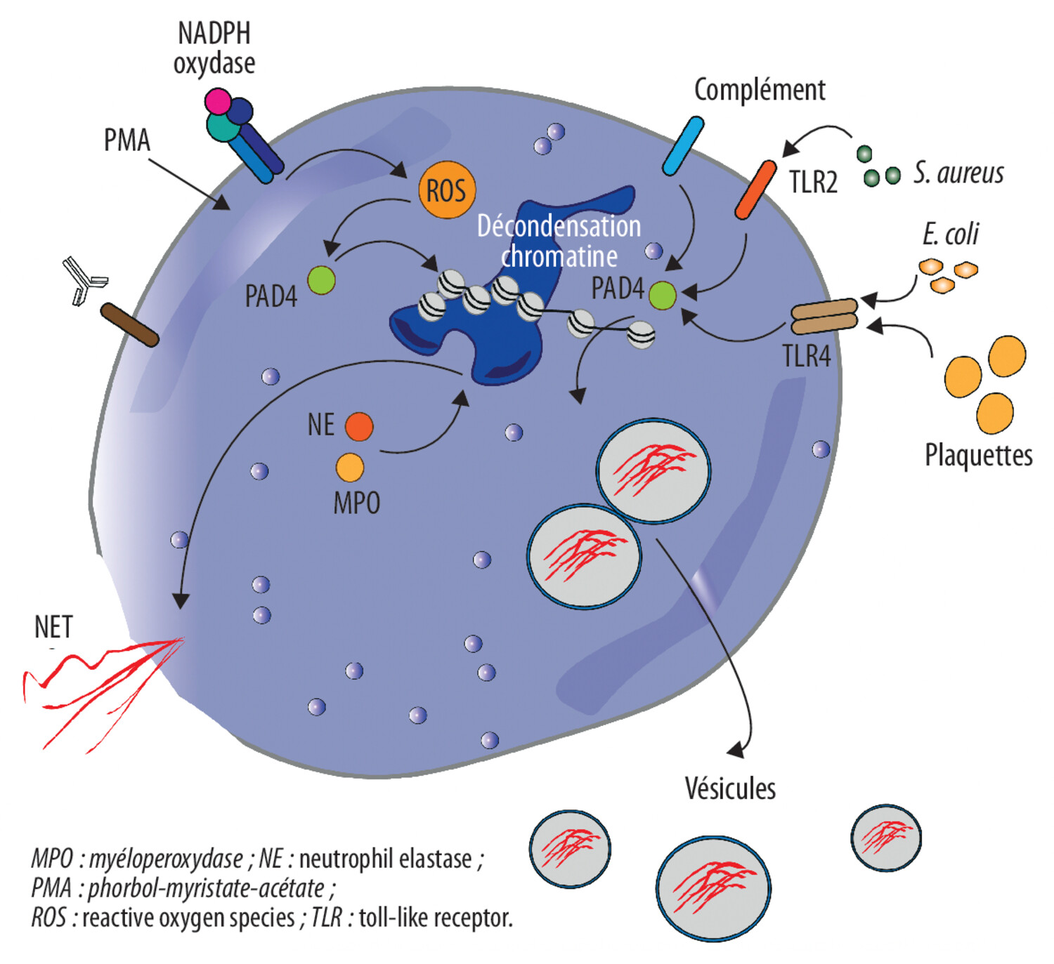 Nouveautés dans la compréhension de la thrombose chez les patients atteints de néoplasies myéloprolifératives - Figure 3