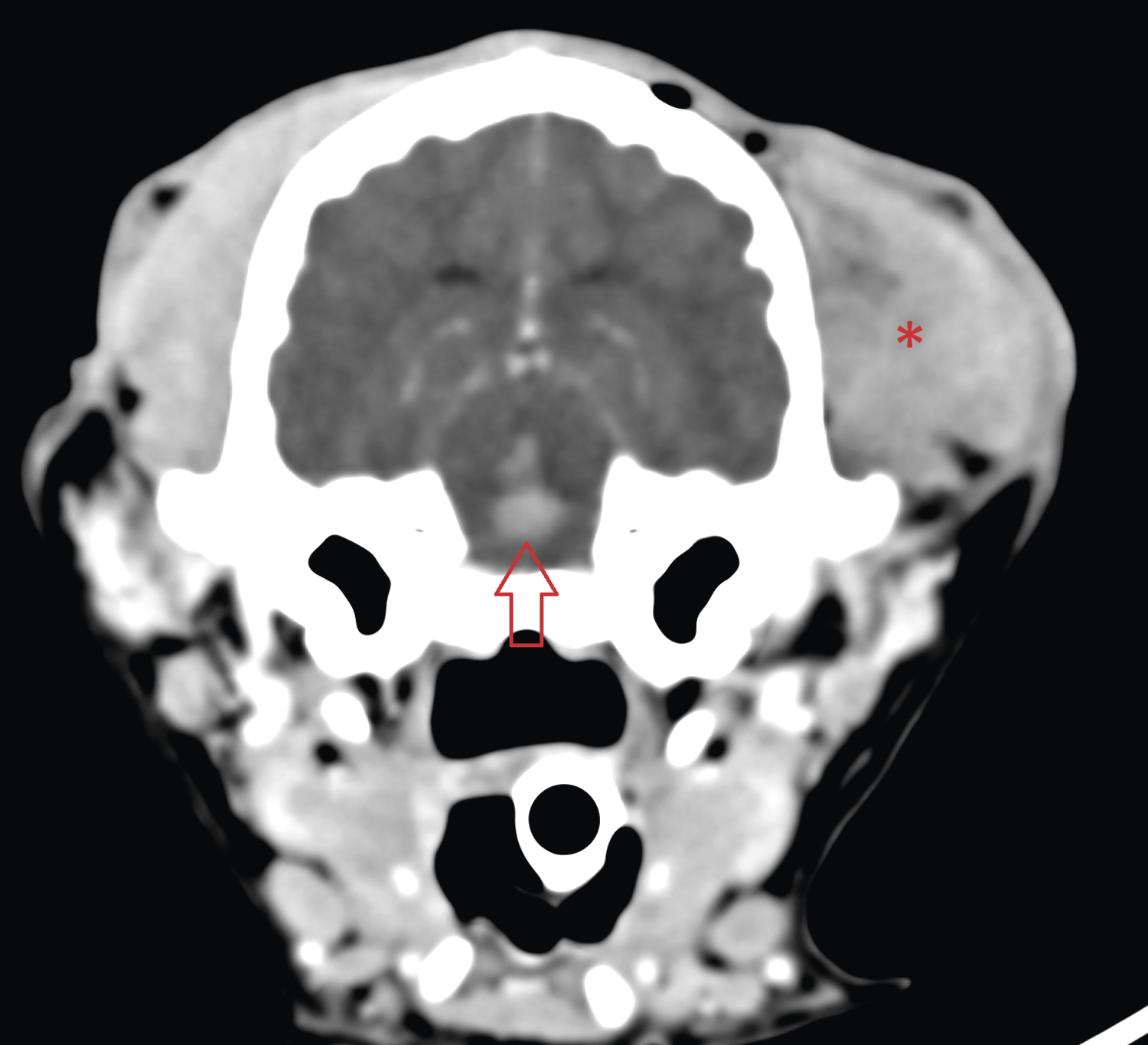 Traumatisme crânien chez un chiot présentant un ­hématome mésencéphalique - Figure 4