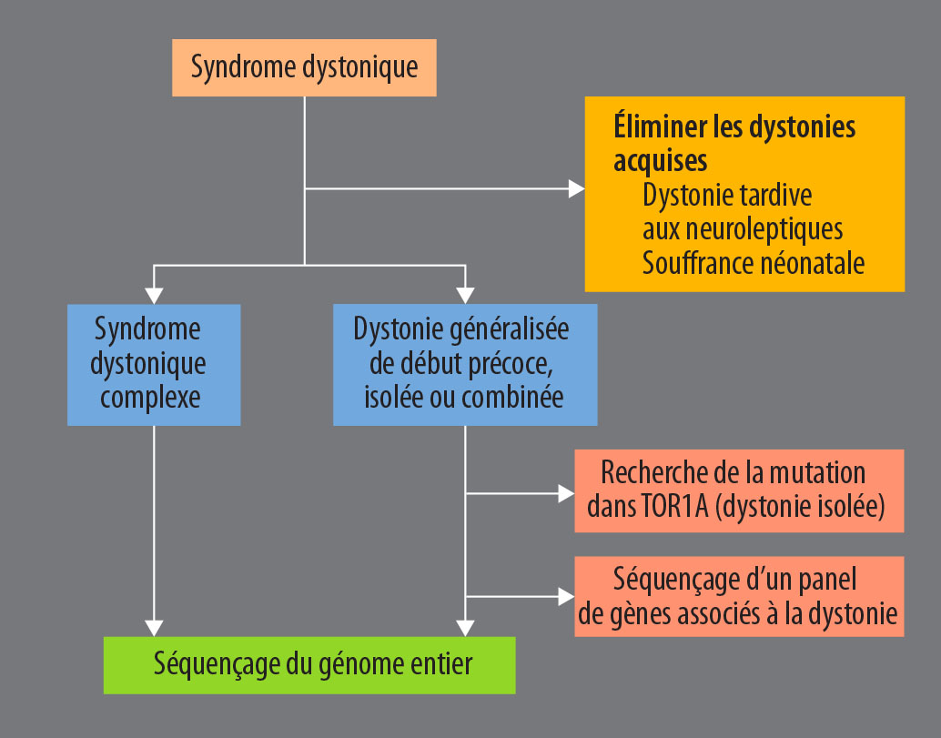 Dystonies génétiques - Figure 2