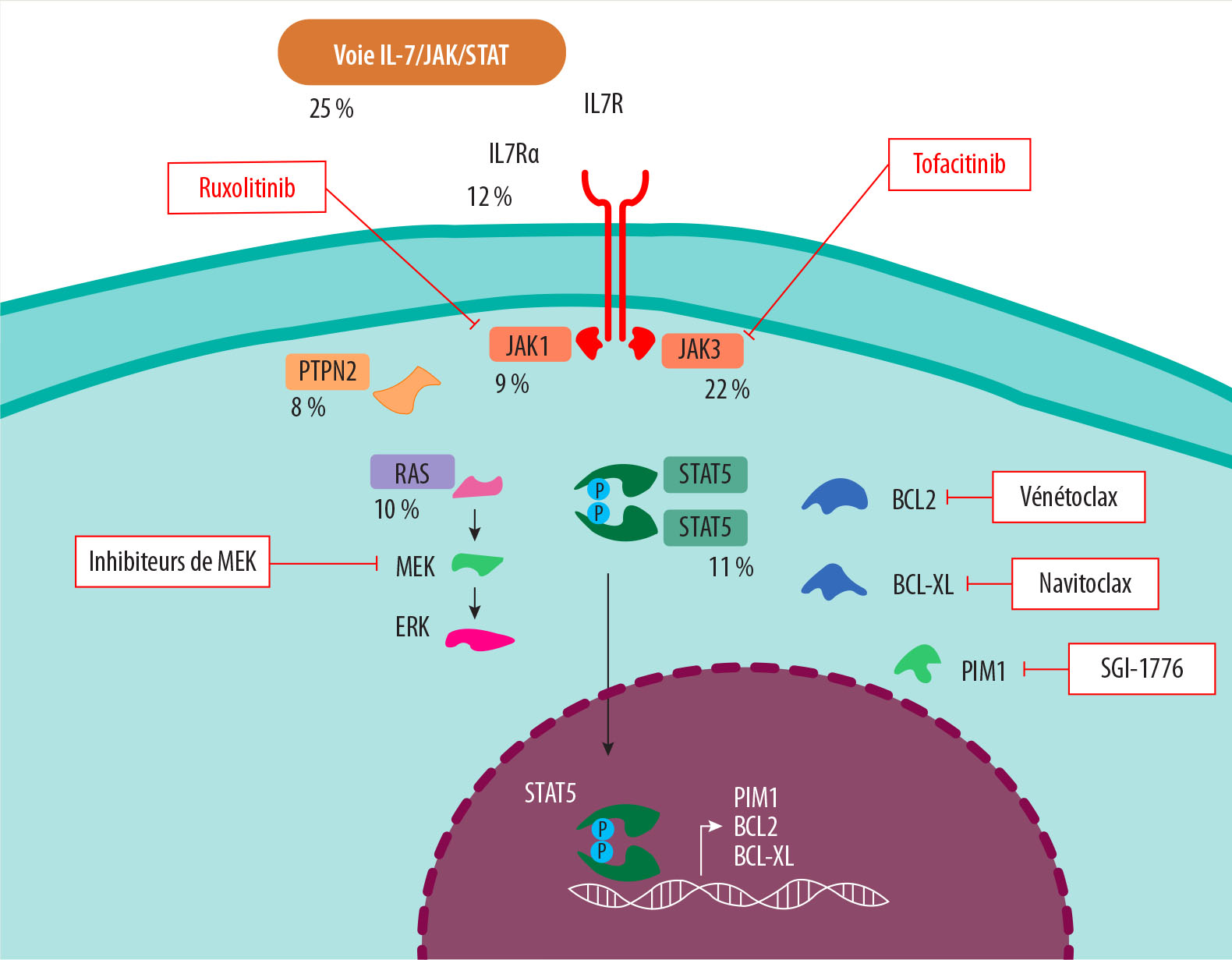 De la biologie aux perspectives thérapeutiques innovantes dans les leucémies aiguës lymphoblastiques T - Figure 1