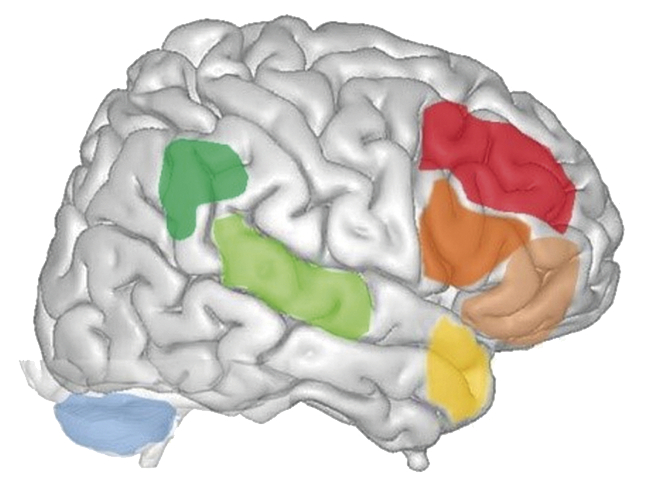 Imagerie cérébrale et autisme : un panorama - Figure 1