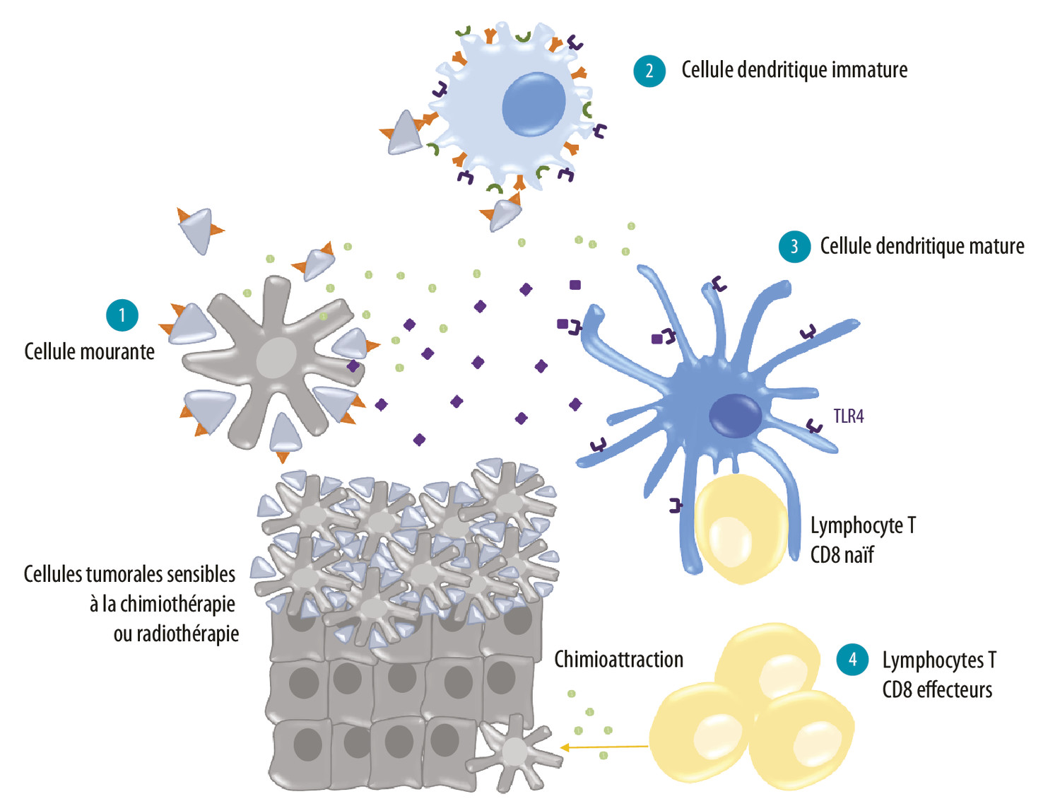Comprendre les réponses immunitaires : des concepts simples à la vision complexe - Figure 2