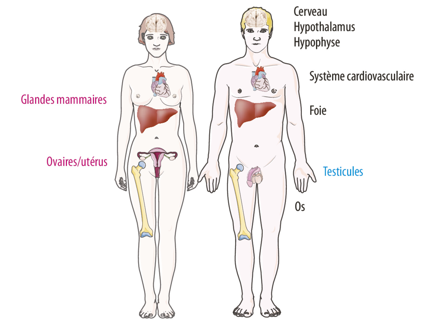 Syndrome de résistance aux estrogènes - Figure 2