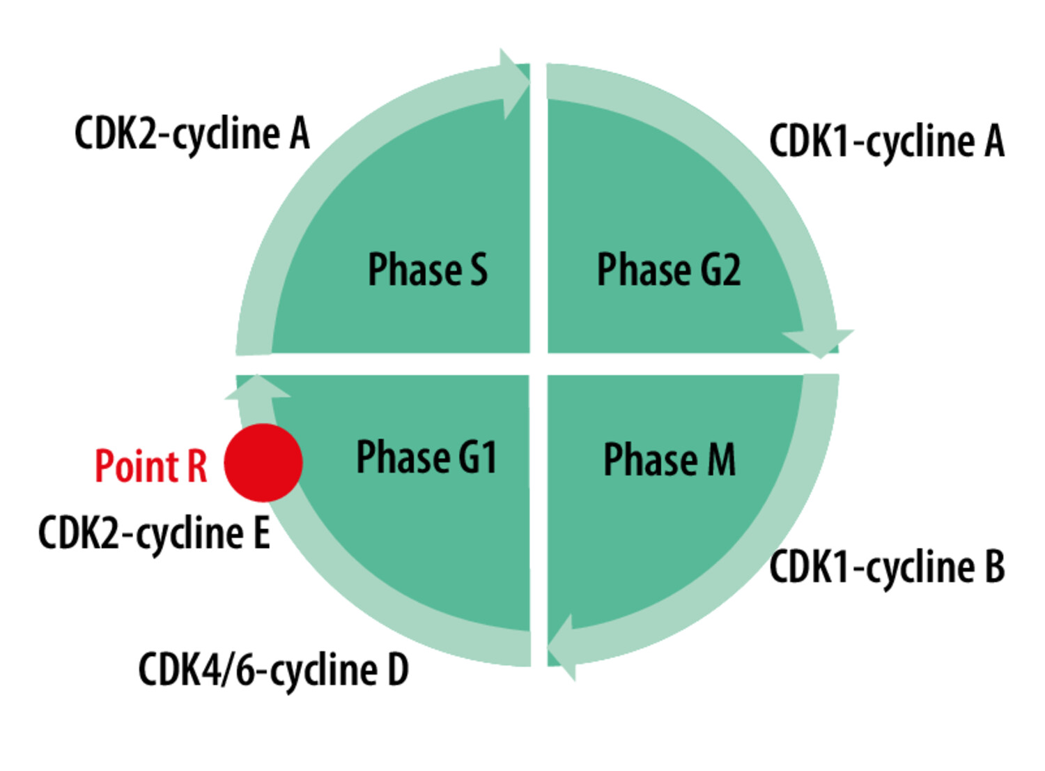 Quel est le mécanisme d’action des anti-CDK4/6 et pourquoi les associer à l’hormonothérapie ? - Figure 1