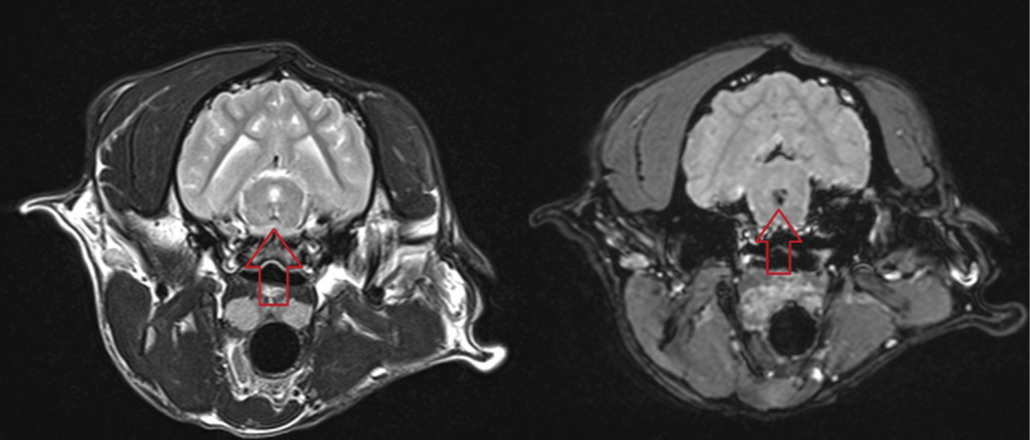 Traumatisme crânien chez un chiot présentant un ­hématome mésencéphalique - Figure 7