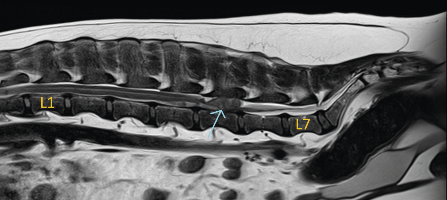 Diagnostic et traitement d’une tumeur ­extra­médullaire chez un chien - Figure 1