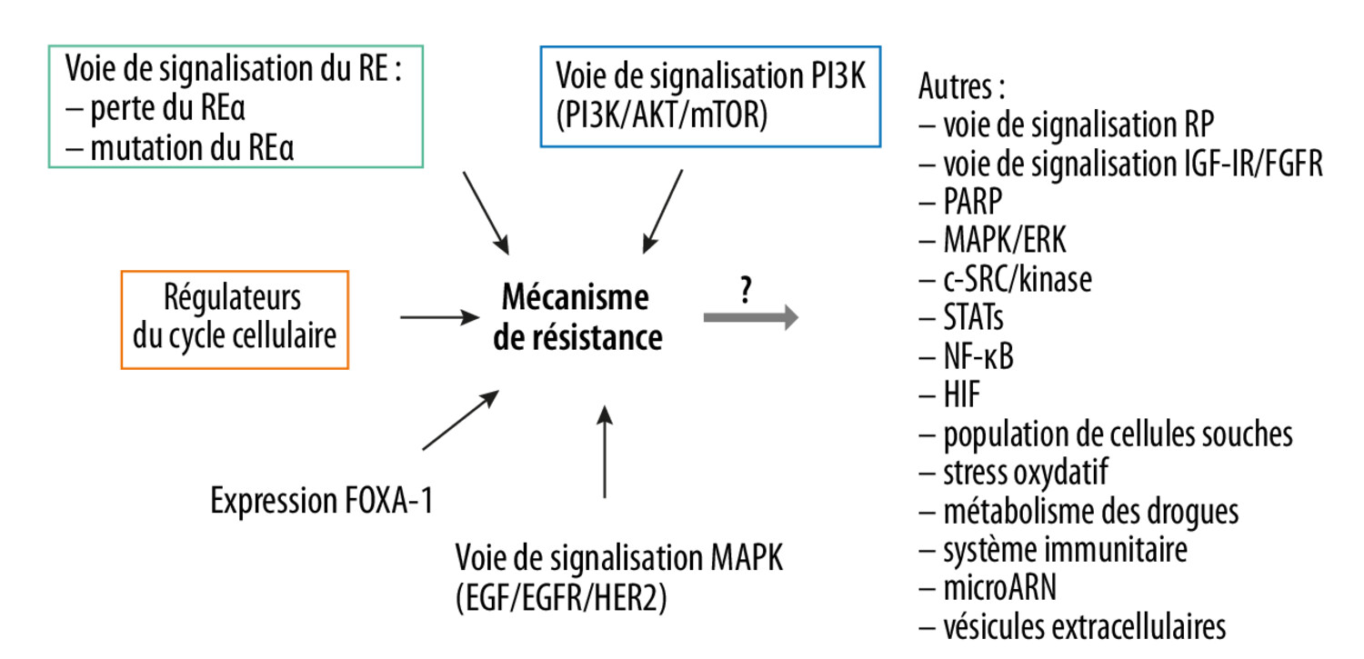Quel est le mécanisme d’action des anti-CDK4/6 et pourquoi les associer à l’hormonothérapie ? - Figure 3