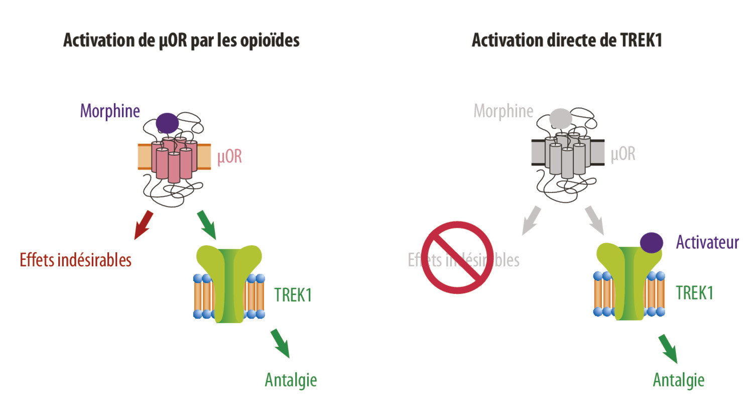 Activateurs TREK1 : vers une nouvelle classe pharmacologique d’antalgiques ?  - Figure