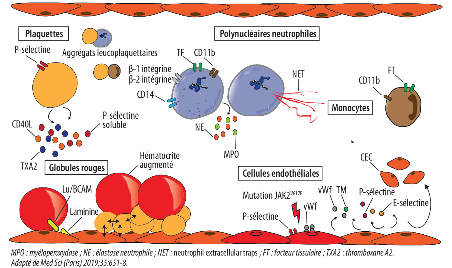 Nouveautés dans la compréhension de la thrombose chez les patients atteints de néoplasies myéloprolifératives - Figure 1