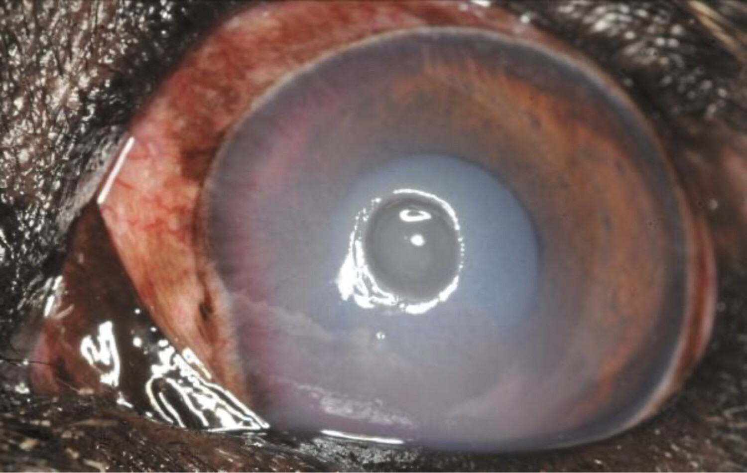 Affections oculaires chez le chien - Figure 14