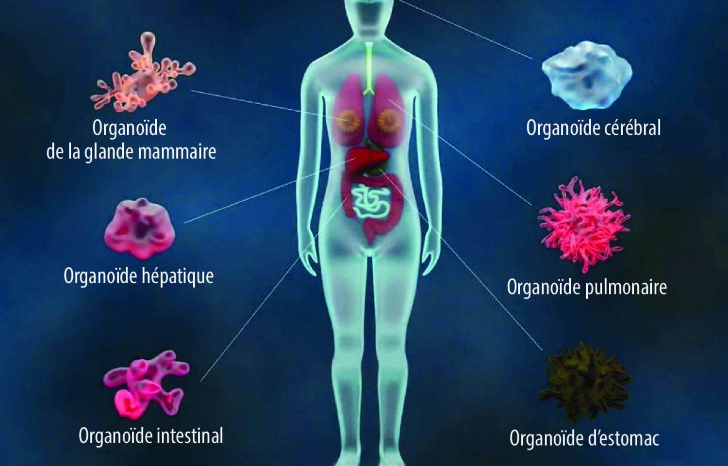Organoïdes : mini-organes pour la recherche médicale et pharmaceutique - Figure 2