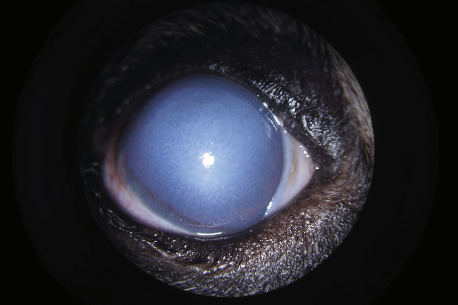 Affections oculaires chez le chien - Figure 10