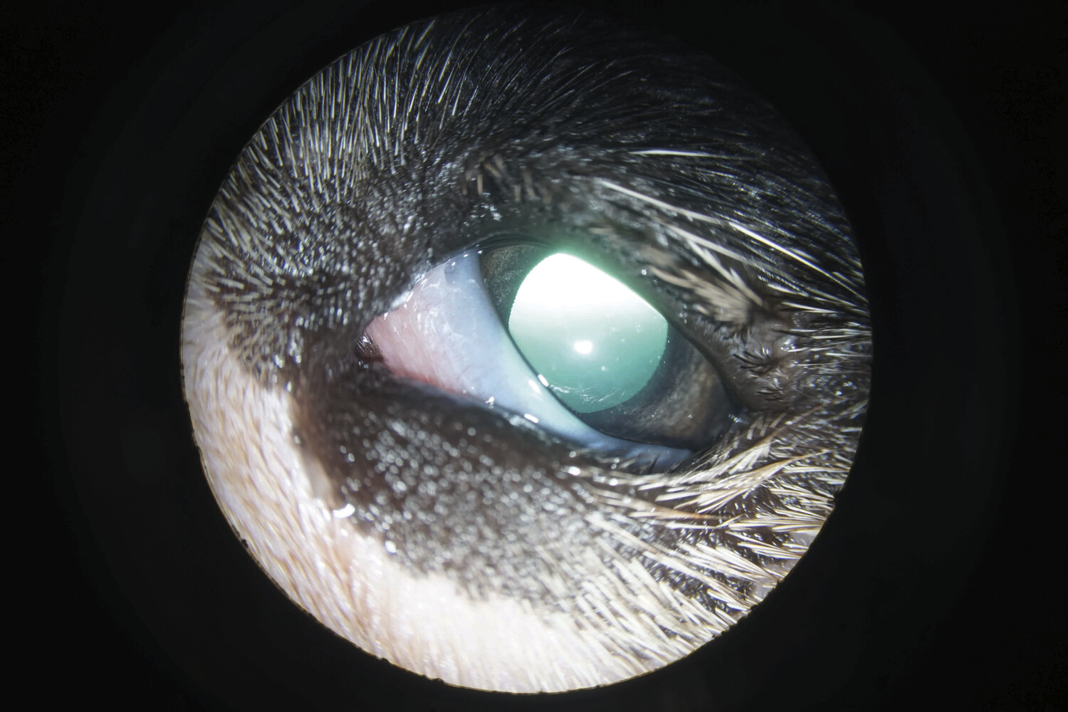 Affections oculaires chez le chien - Figure 13